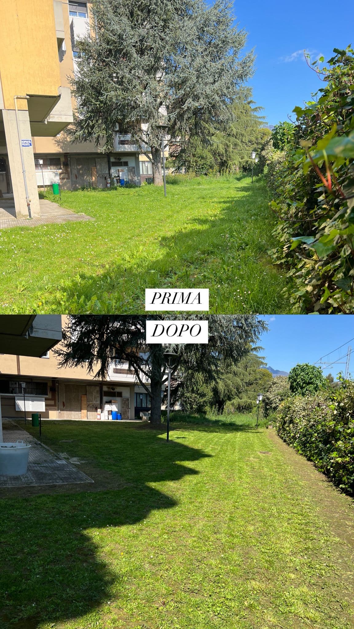 Lavoro professionale di giardinaggio 4