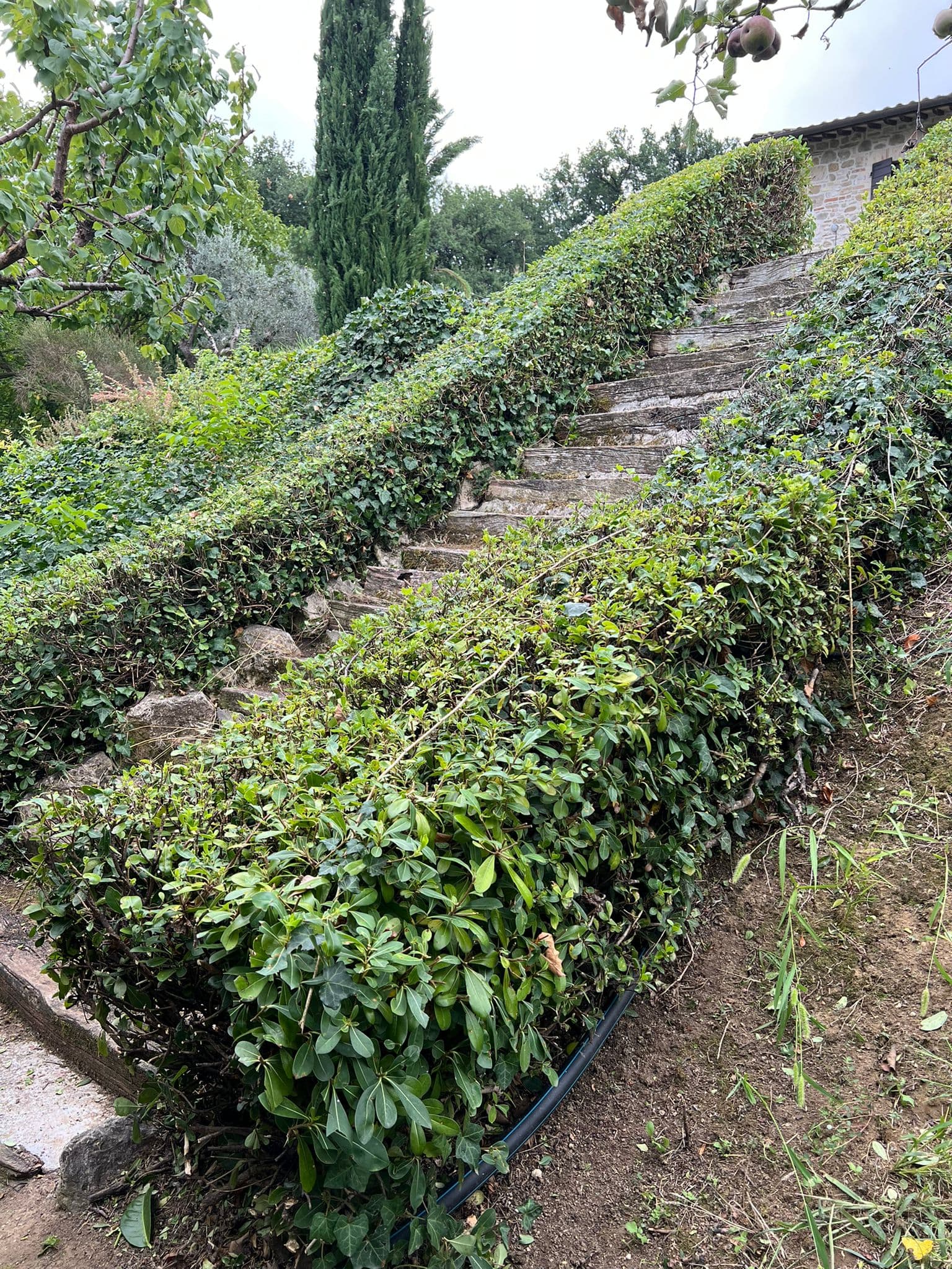 Lavoro professionale di giardinaggio 7